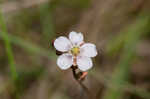 Pink sundew